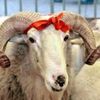 Курбан Байрам Курбан Байрам