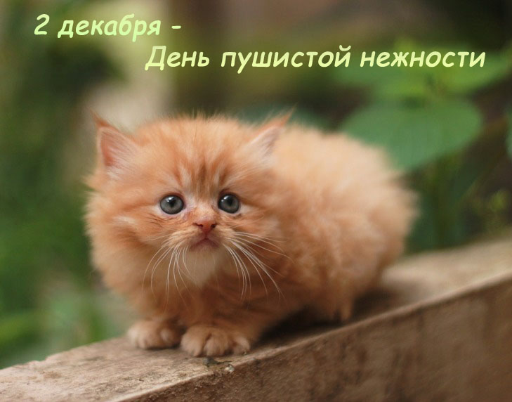 23-Den-pushistoj-nezhnosti.jpg