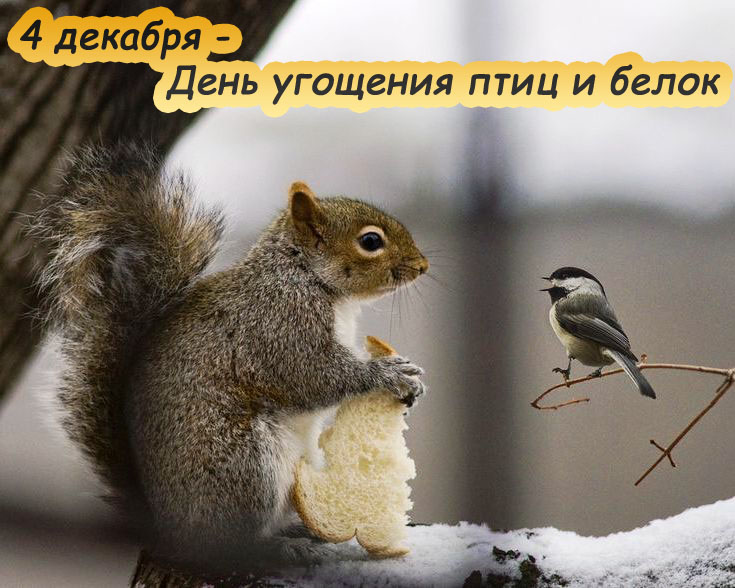 18-Den-ugoshhenija-ptic-i-belok.jpg