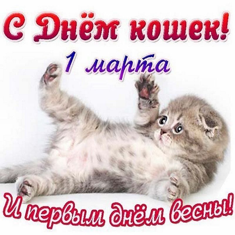 С днем кошек картинки