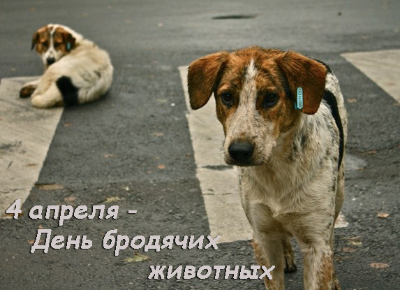 Всемирный день бродячих животных - отмечается 4 апреля