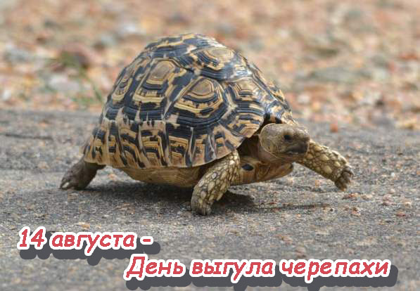 21-Den-vygula-cherepahi.jpg
