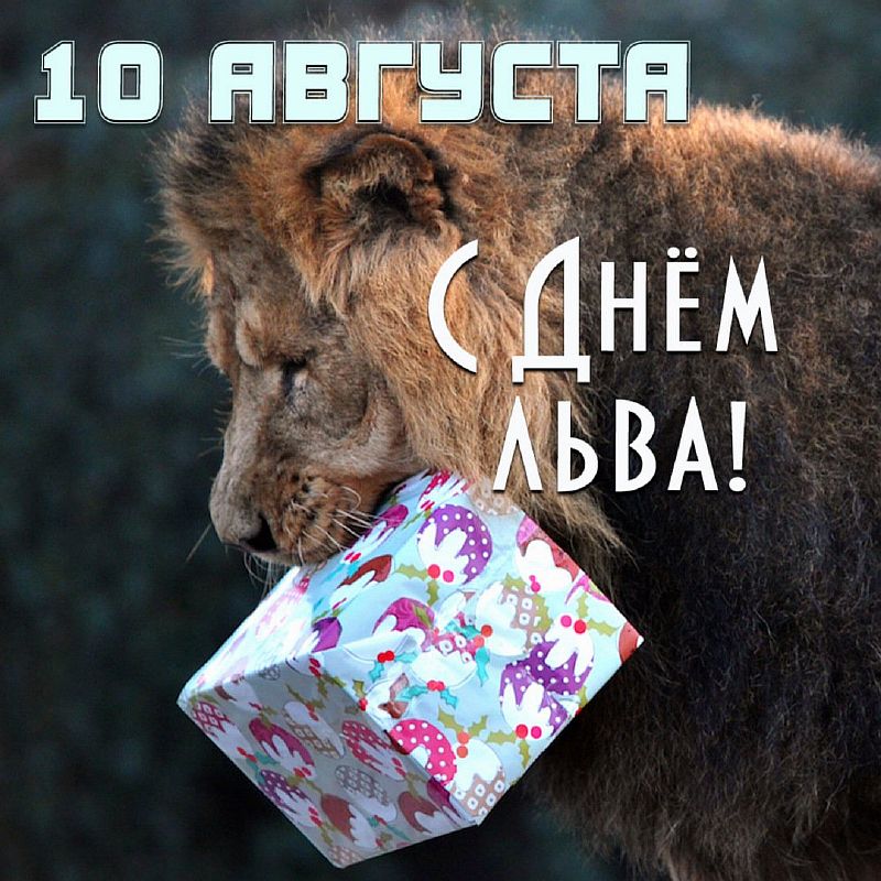 10 августа всемирный день льва. Всемирный день Льва. Лев календарь. Праздник день Льва.